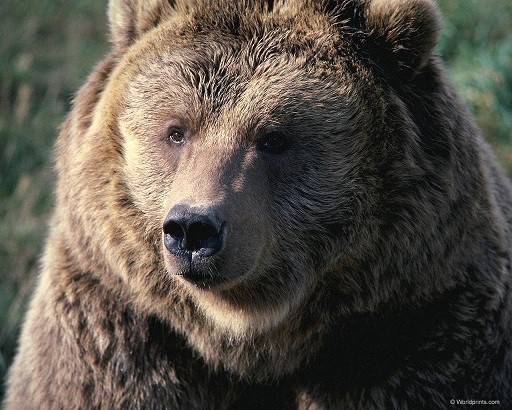 bear1.jpg